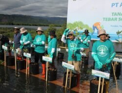 Tanam 60.000 Mangrove, Tabur 50.000 Bibit Kerang & Kepiting, Agincourt Resources Konsisten Jaga Keseimbangan Alam