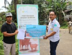 Jelang Idul Adha 1445 Hijriyah, PT NSHE Distribusikan 6 Sapi Kurban