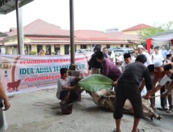 Polres Tanjungbalai Sembelih 9 Sapi dan 4  Kambing Qurban Idul Adha 1445 H