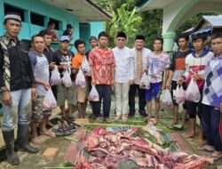Gus Irawan Pasaribu Sebar 21 Sapi Kurban  di Tapsel