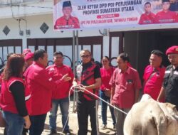PDIP Tapteng Sembelih 1 Ekor Sapi, Perjuangan dan Ketulusan Partai