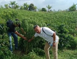 Sekeluarga Tanam Ganja di Kebun Teh Simalungun 