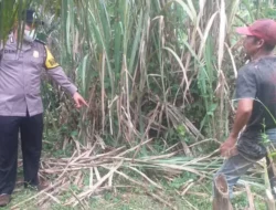 Diduga Disambar Petir, Pria di Sergai Ditemukan Tewas di Ladang Sawit