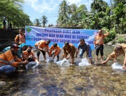 Dorong Ekosistem Perairan Lestari, Agincourt Resources Tebar Puluhan Ribu Bibit Ikan di Lubuk Larangan