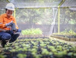 Lestarikan Keanekaragaman Hayati Batang Toru, Agincourt Resources Lakukan Pengayaan Meranti Tembaga