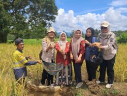 Mina Padi Tingkatkan Kesejahteraan Petani Tapanuli Selatan