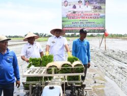 Era Baru Petani Deliserdang, Bupati dan Wabup Tanam Padi Gunakan Mesin Transplanter