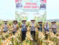 Bupati dan Kapolresta Deliserdang Panen Jagung Tahap II: Wujud Sinergi Dukung Swasembada dan Ketahanan Pangan