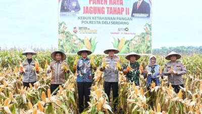 Bupati dan Kapolresta Deliserdang Panen Jagung Tahap II: Wujud Sinergi Dukung Swasembada dan Ketahanan Pangan