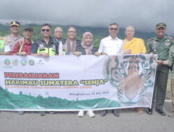 Agincourt Resources Turunkan Helikopter, Pelepasliaran Harimau Sumatra “Senja” ke TNGL Sukses