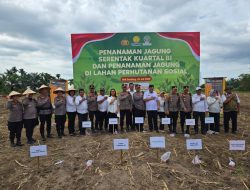 Polrestabes Medan Tanam Jagung Serentak Kuartal III/2025 di Sunggal