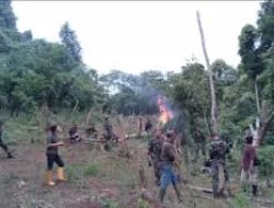 Kodim 0212/TS Musnahkan 3 Hektar Ladang Ganja di Bukit Tor Sihite Madina