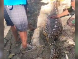 Seorang Pria Lanjut Usia Tewas Ditelan Ular Piton