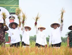 Pemkab Deliserdang Tanggap Awasi Dan Jaga Harga Gabah dari Petani