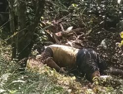 Petani Jeruk di Namorambe Ditemukan Membusuk Di Ladang