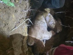 Diduga Terkait Utang Piutang, MP Dibunuh Lalu Dikubur di Dekat Tanah Wakaf Simpang 4 Karo
