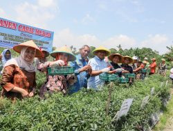 Panen Raya Cabai, Bupati Asri Ludin Tambunan: Petani Ujung Tombak Ketahanan Pangan