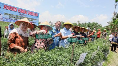 Panen Raya Cabai, Bupati Asri Ludin Tambunan: Petani Ujung Tombak Ketahanan Pangan