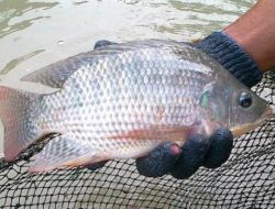 Ikan Nila Danau Toba Merupakan Produk Unggulan Sumatera Utara