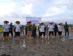 BI Bersama Pemkab Tapteng Tanam Perdana Padi Unggul Gamagora, Bupati Masinton : Ekonomi Rakyat Bertumpu Pada Sektor Pertanian & Perikanan