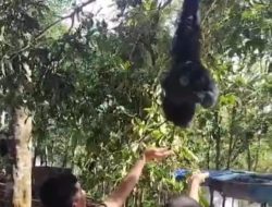 Siamang Nimbrung Ngopi Bersama Pejabat Tapsel