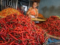 Harga Cabai Merah di Medan Masih Mahal, Satgas Penanganan Inflasi Bentukan Gubernur Bobby Gagal Total
