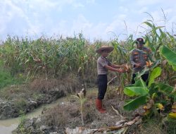 Jelang Panen Raya, Kabag SDM Polres Tanjungbalai Tinjau Lahan Jagung Binaan