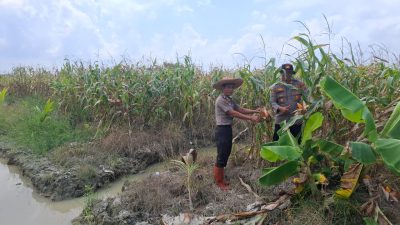 Jelang Panen Raya, Kabag SDM Polres Tanjungbalai Tinjau Lahan Jagung Binaan