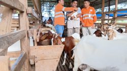 Martabe Siapkan Ekonomi Berkelanjutan Lewat Ternak Kambing Boer-Ka