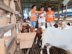 Martabe Siapkan Ekonomi Berkelanjutan Lewat Ternak Kambing Boer-Ka