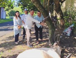 Iduladha 1447 H, Polres Binjai Sembelih 7 Sapi dan 3 Kambing untuk Warga dan Kaum Duafa