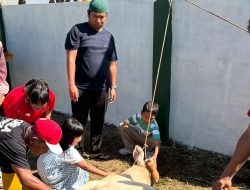 Ronggur Raja Doli Tebar Kepedulian di Iduladha, Sembelih 3 Sapi untuk Warga Binjai Timur