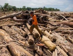 PMPHI SU: DPR RI Harus Minta KLHK Buka Data Pemilik Kayu, Izin PT Yang Tak Bersalah Aktifkan Lagi