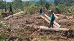Kemenhut Temukan 238 Batang Kayu Bulat Ilegal di Sawmill UD AAL Humbahss