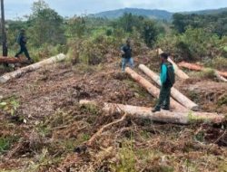 Kemenhut Temukan 238 Batang Kayu Bulat Ilegal di Sawmill UD AAL Humbahss