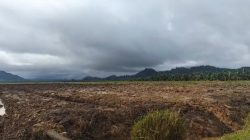 Ditengah Pemulihan Pascabencana di Tapteng, Replanting PT CPA Diduga Langgar Aturan