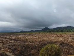 Ditengah Pemulihan Pascabencana di Tapteng, Replanting PT CPA Diduga Langgar Aturan