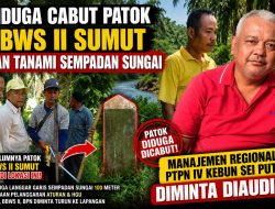 Diduga Cabut Patok BBWS II Sumut dan Tanami Sempadan Sungai, Manajemen Regional I PTPN IV Kebun Sei Putih Layak Diperiksa APH