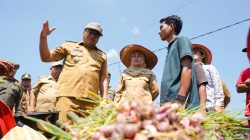 Panen Bawang di Beringin, Si Pandai Siap Jamin Pasar dan Harga Petani Deli Serdang