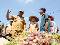 Panen Bawang di Beringin, Si Pandai Siap Jamin Pasar dan Harga Petani Deli Serdang