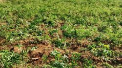 Program Ketapang Petani FKTMLM Desa Limau Manis Tamora Dihancurkan OTK, Ubi Dicabut Tengah Malam