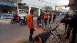 Pohon Rawan Tumbang Ditebang, Warga Apresiasi Respons Cepat BPBD Binjai