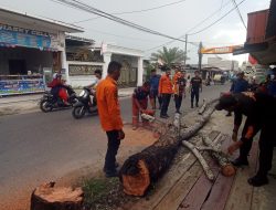 Pohon Rawan Tumbang Ditebang, Warga Apresiasi Respons Cepat BPBD Binjai
