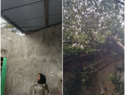 Hujan dan Angin Kencang Terjang Binjai, Seng Rumah Warga Beterbangan hingga Pohon Tumbang
