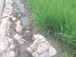 Irigasi Seharga Rp97 Juta di Lawe Kinge Gabungan Langsung Tumbang Usai Mal Dibuka