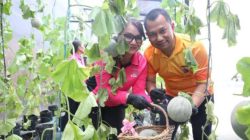 Panen Melon Pekarangan Pangan Lestari, Polrestabes Medan Perkuat Ketahanan Pangan