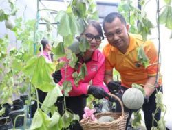 Panen Melon Pekarangan Pangan Lestari, Polrestabes Medan Perkuat Ketahanan Pangan