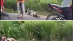 Wanita Pejalan Kaki Tewas Dilindas Fortuner di Binjai, Pengemudi Diduga Oknum Polisi