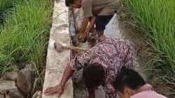 Irigasi yang Tumbang di Desa Lawe Kinge Gabungan Diperbaiki Tanpa Penjelasan dari Dinas Pertanian, Kejari Agara Didesak Lidik