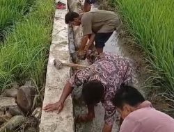 Irigasi yang Tumbang di Desa Lawe Kinge Gabungan Diperbaiki Tanpa Penjelasan dari Dinas Pertanian, Kejari Agara Didesak Lidik
